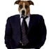 DoggieDaBoy